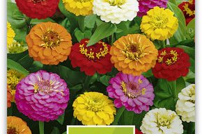 Zinnia 'Liliput'