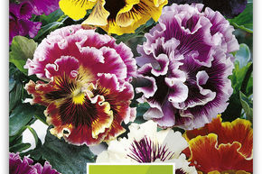 Pens�e 'Rococo Mix'