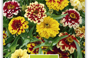 Zinnia bas 'Perserteppich'