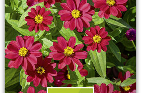 Zinnia 'Profusion Cherry'