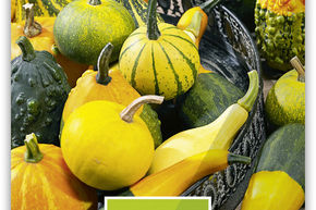 Courge d'ornement m�lange