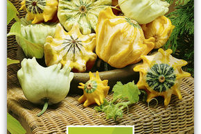 Courge d'ornement 'Kronen Mischung'