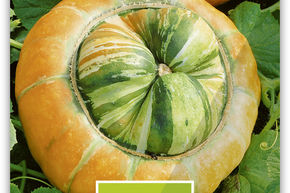 Courge d'ornement 'Kleine Bischofsm�tze'