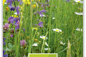 Fleurs sauvages pour prairie s�che 4m2