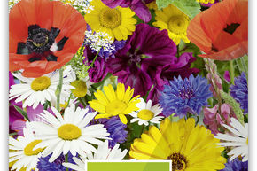 Fleurs coup�es M�lange de splendeurs