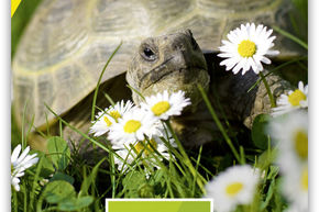 Herbes sauvages pour les tortues