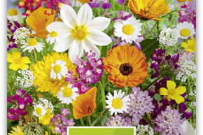 Fleurs d'�t� m�lange bas