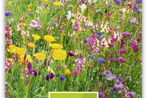 Prairie fleurie 'Dolce Vita'