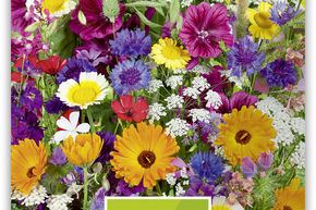 Fleurs sauvages m�lang�es