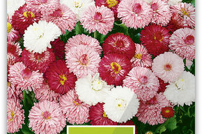 P�querette, grandes fleurs