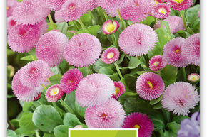 P�querette 'Rosakn�pfchen'