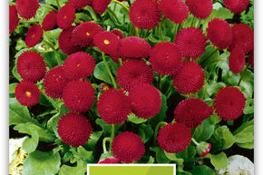 P�querette 'Rotkn�pfchen'