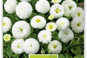 P�querette 'Weisskn�pfchen'