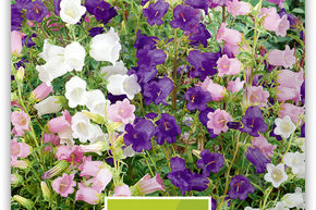 Campanule � grandes fleurs