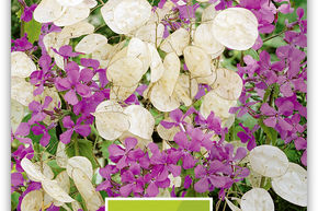 Violette de lune de jardin, argent�e