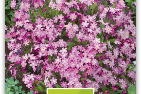 Myosotis des for�ts 'Rosenrot'