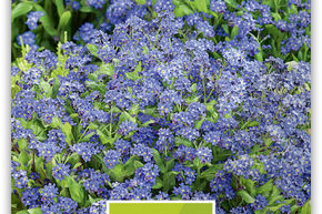 Myosotis des for�ts 'Indigo'