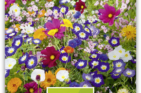 Nectar d'insectes