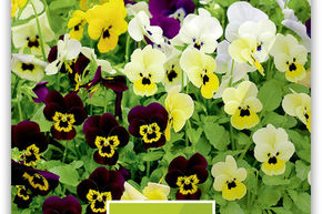 Violette cornue F1 'Sorbet'