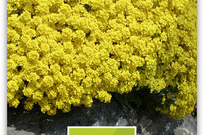 Corbeille d'Or 'Compactum'