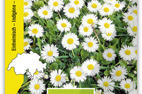 P�querette, fleurs sauvages, marguerite