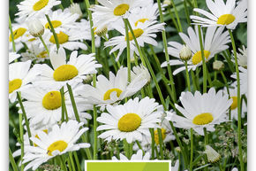 Grande Marguerite