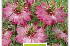 Nigelle de Damas 'Persian Rose'