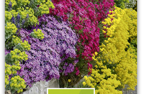 M�lange de plantes tapissantes