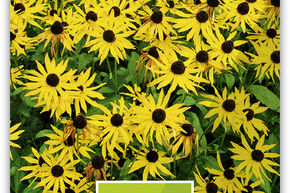Rudbeckia 'Goldsturm'