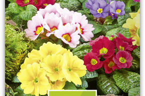 Primev�re de jardin sans tige