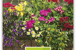 M�lange de fleurs d'�t� 'Balkon'