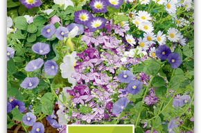 Jardins suspendus, m�lange pour balcon