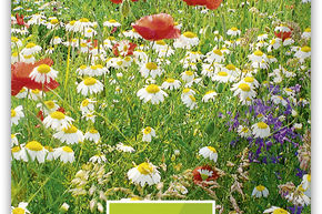 Prairie de fleurs et d'herbes aromatiques
