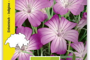 Nielle des bl�s, fleurs sauvages