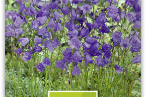 Campanule � feuilles rondes