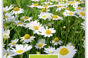 Marguerite commune, Marguerite des pr�s