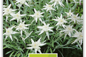 Edelweiss