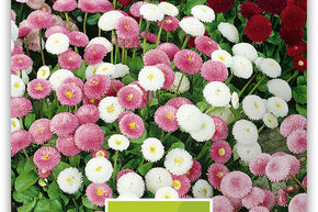 P�querette 'Pomponette'
