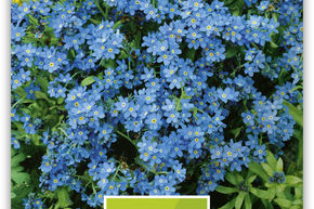 Myosotis des for�ts 'Blausee'