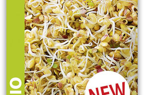 Moutarde germ�e comestible BIO