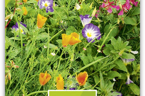 M�lange de fleurs 'Sommerpracht' BIO
