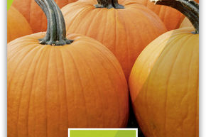 Courge 'Jack o'lantern' BIO