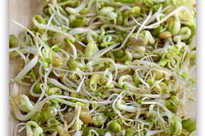 Salad Mix, graines germ�es BIO