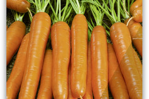 Carotte 'Nantaise' (type Tip-Top), Super-Action