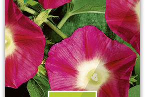 Ipom�e 'Morgenrot'