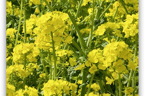 Moutarde jaune
