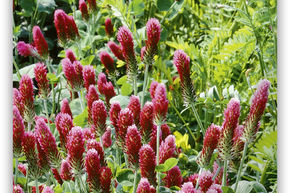 M�lange de prairie