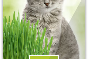 Herbe � chat
