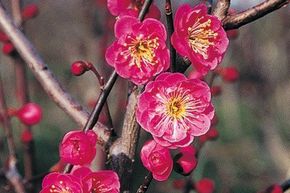 Cerisier japonais 'Kanko Bai'