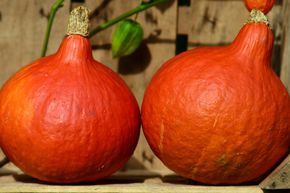 Courge Hokkaido 'Uchiki Kuri'